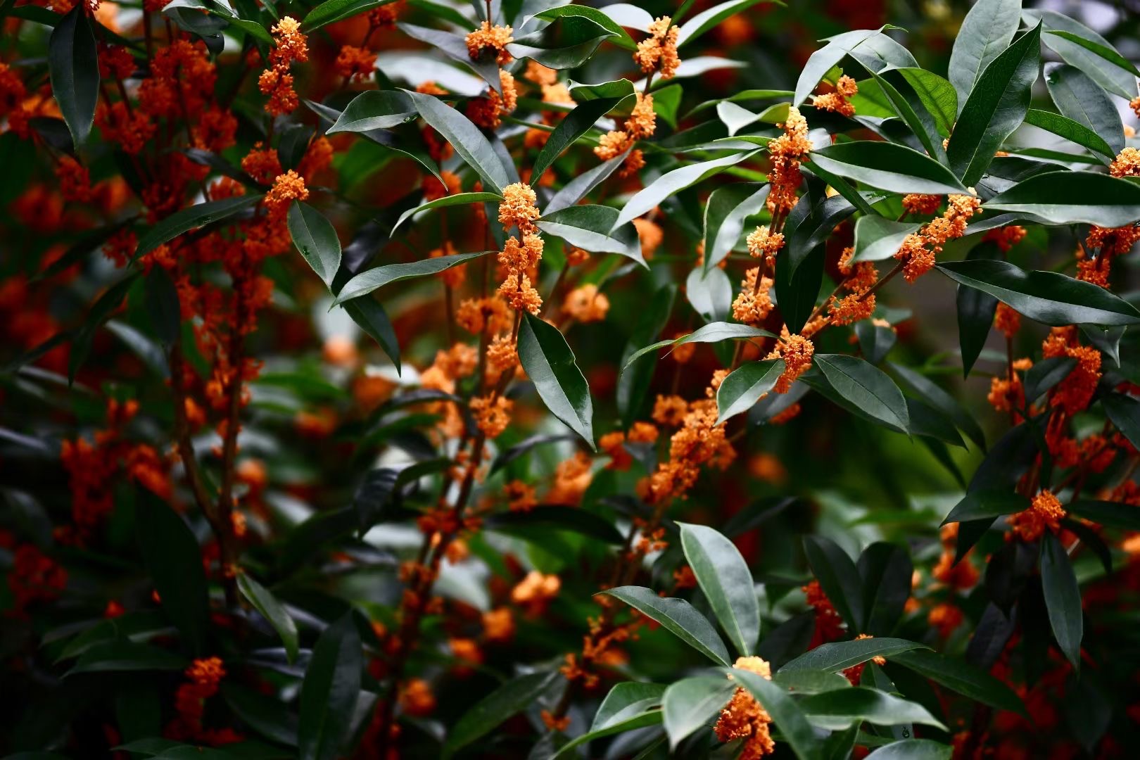 Blüten in der Chinesischen Kultur & Medizin 2