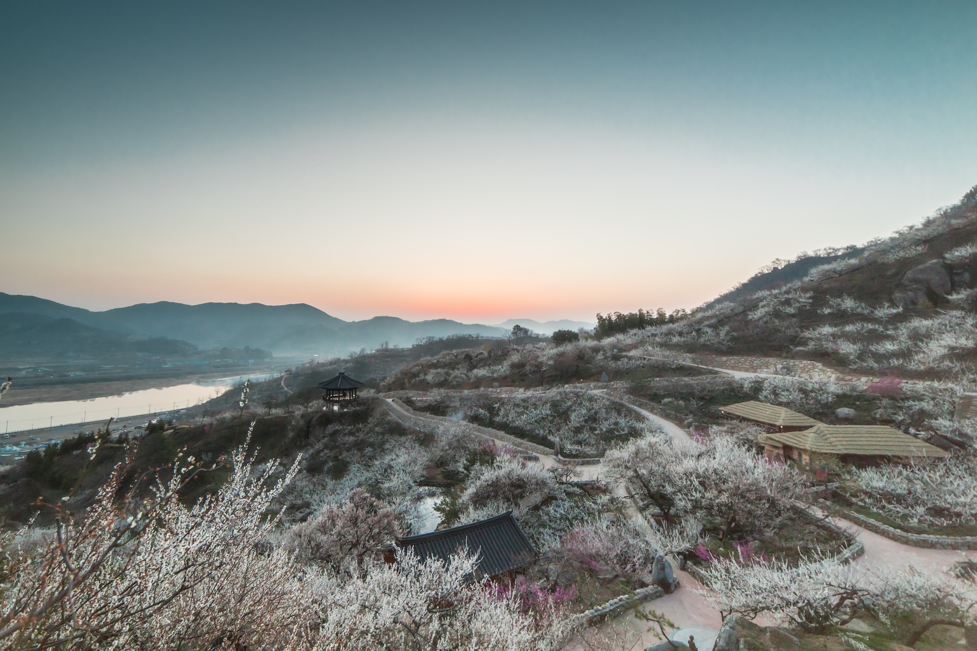 Blüten in der Chinesischen Kultur & Medizin 1