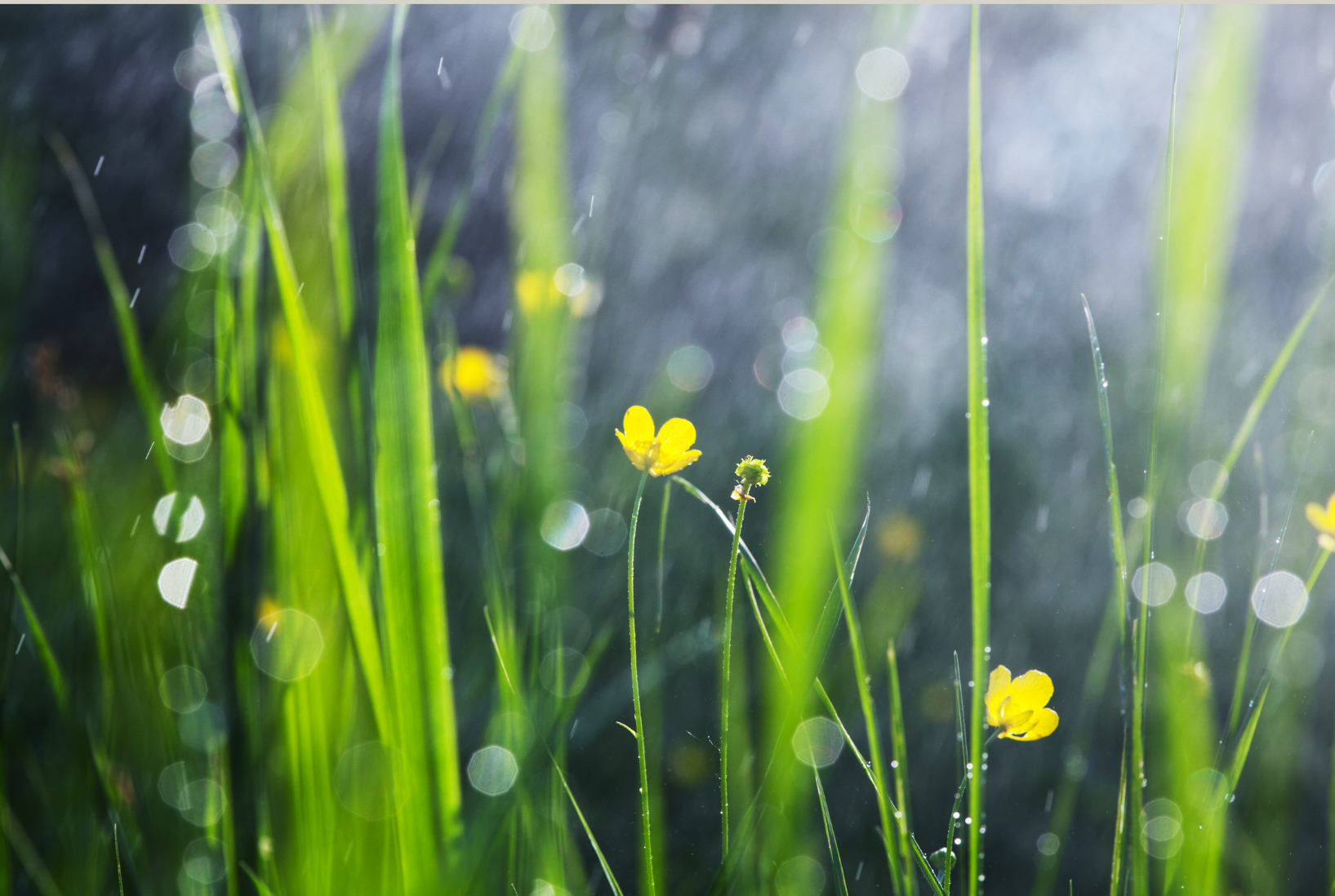 Regenwasser – yǔshuǐ“ (雨水)