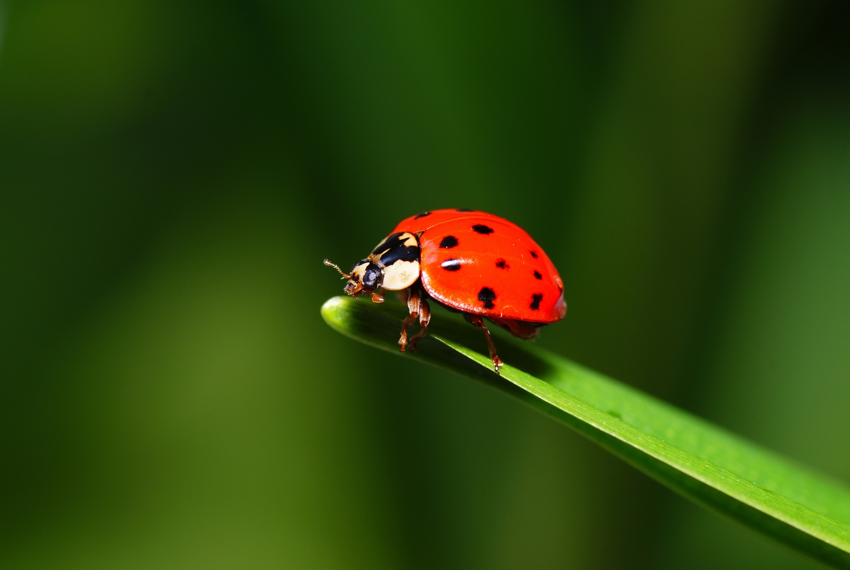 Insekten erwachen – jīng zhé 驚蟄